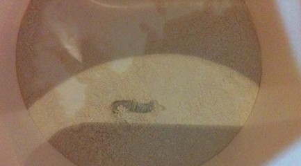 青島草莓味思密達止瀉藥開袋現活蟲 小指指甲蓋大小