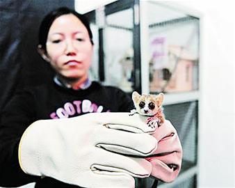 重60克長(zhǎng)10厘米最小“悟空”來(lái)青安家