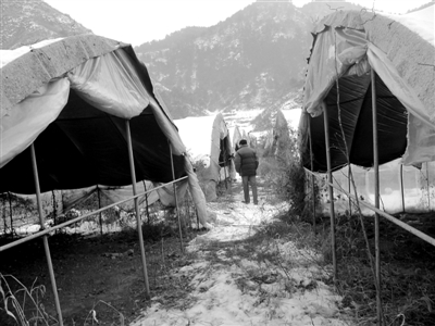 1月29日，偏橋村的蘑菇大棚，種植設(shè)備已被撤離，開春能不能種蘑菇還是個未知數(shù)。新京報記者 孟祥超 攝