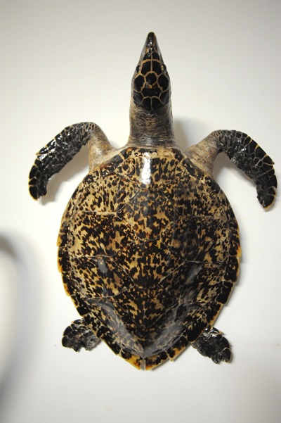 珍貴玳瑁標(biāo)本現(xiàn)身青島 晶瑩剔透價(jià)值不菲