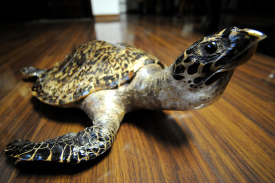 珍貴玳瑁標(biāo)本現(xiàn)身青島 晶瑩剔透價(jià)值不菲