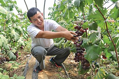 大學生回鄉(xiāng)創(chuàng)業(yè)種葡萄年賺百萬 欲帶領村民致富
